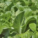 Семена капусты: выбор, посадка и уход для богатого урожая